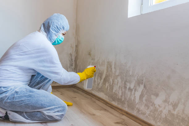 Licensed Attic Mold Remediation service in Peoria, AZ - Car Mold Remediation