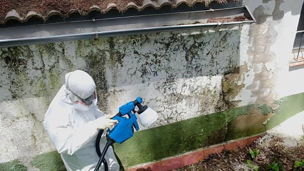 Top rated local Attic Mold Remediation specialists in Peoria, AZ